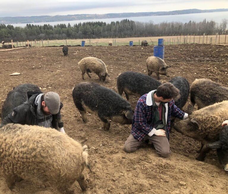 Pigs and volunteers