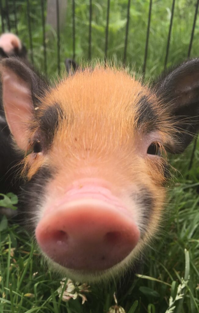Piglet