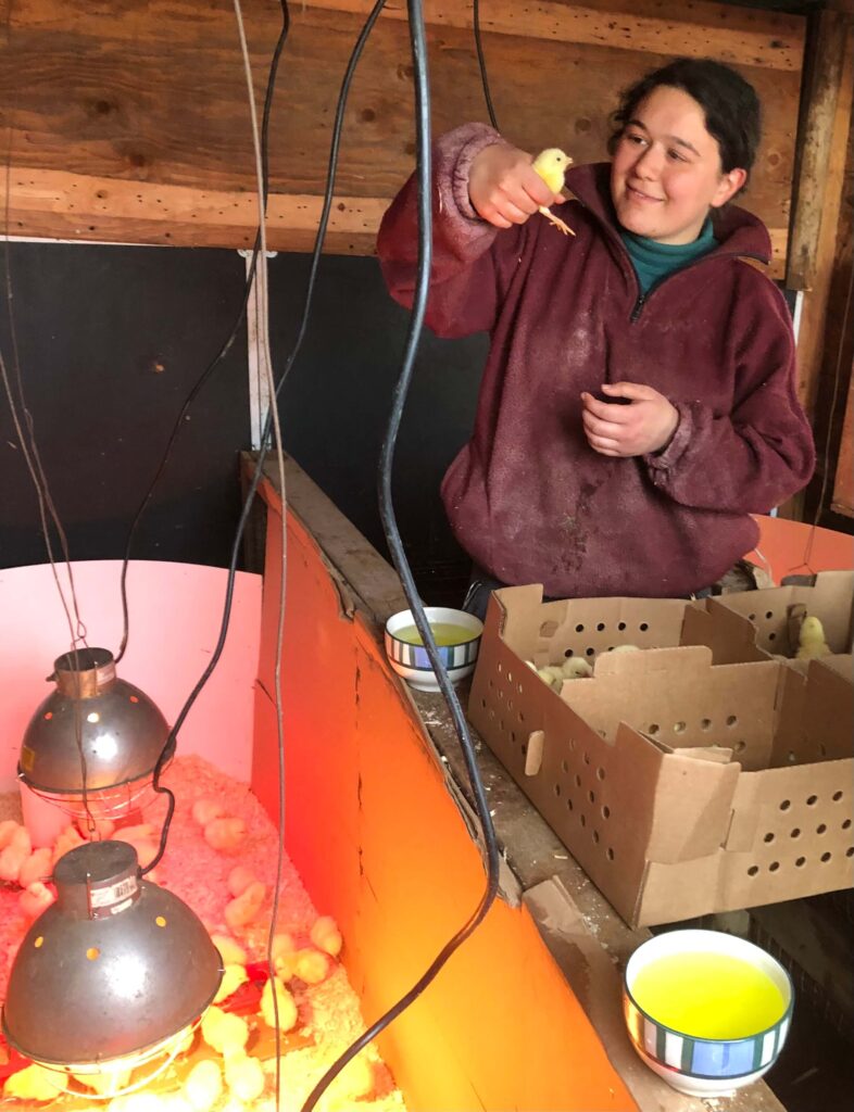 Day old chicks