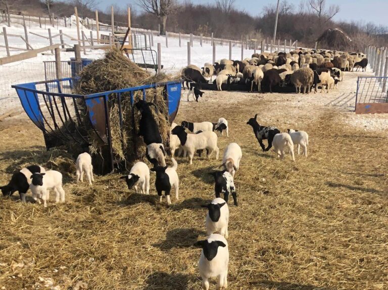 Sheep