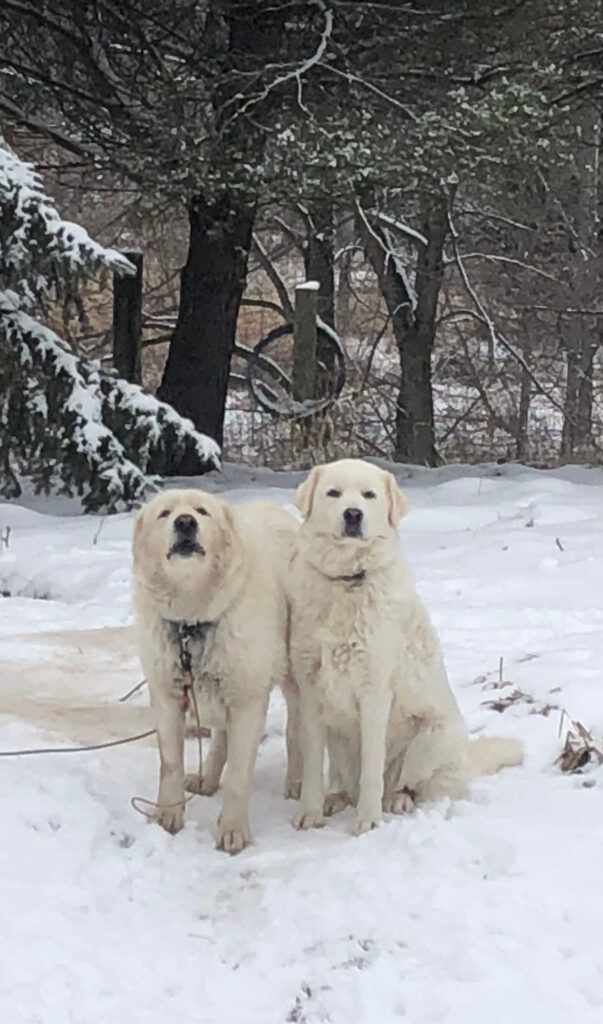 Working dogs
