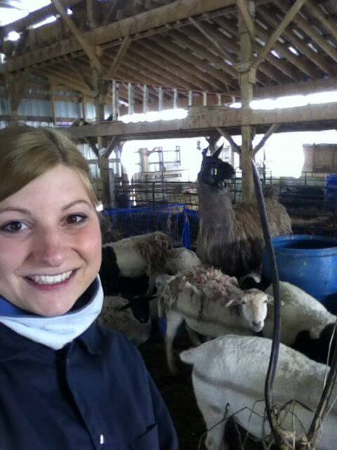 Sheep