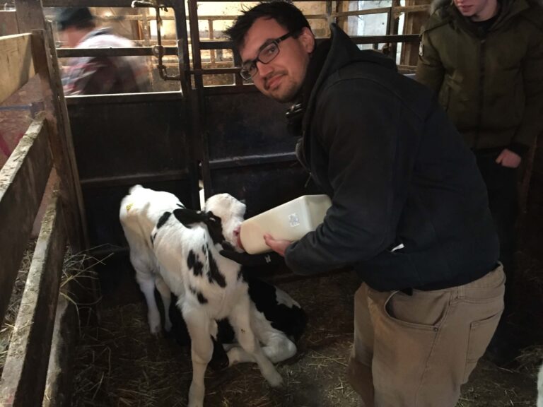 Baby cow