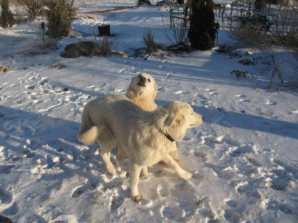 Working dogs