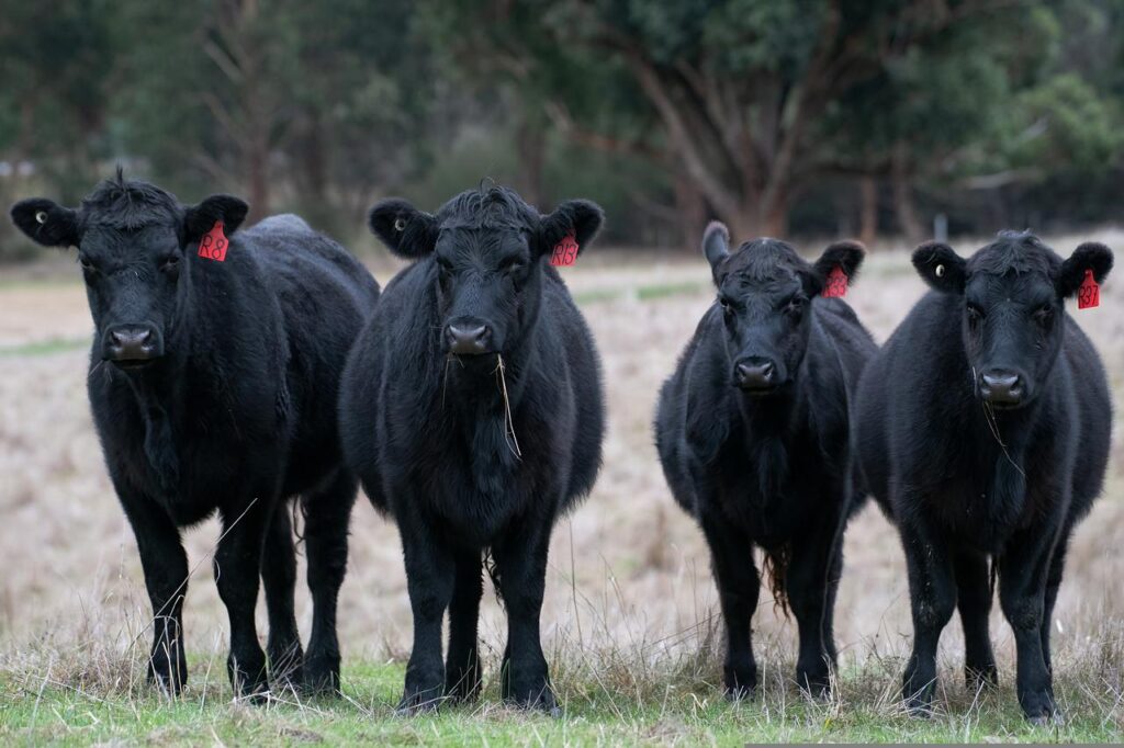 black angus, cows, cattle-6385322.jpg