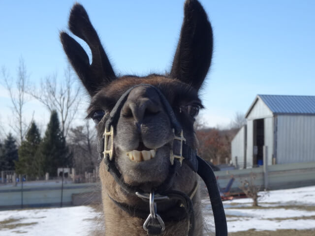 Llama