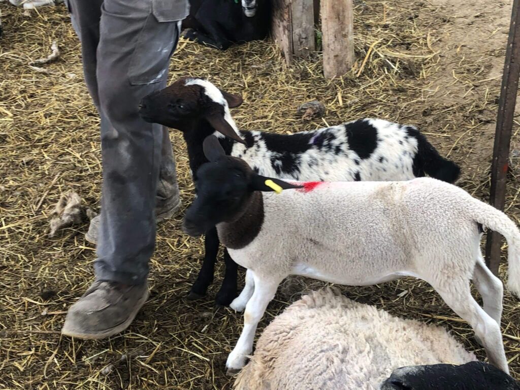 Baby lambs Lago vista farms