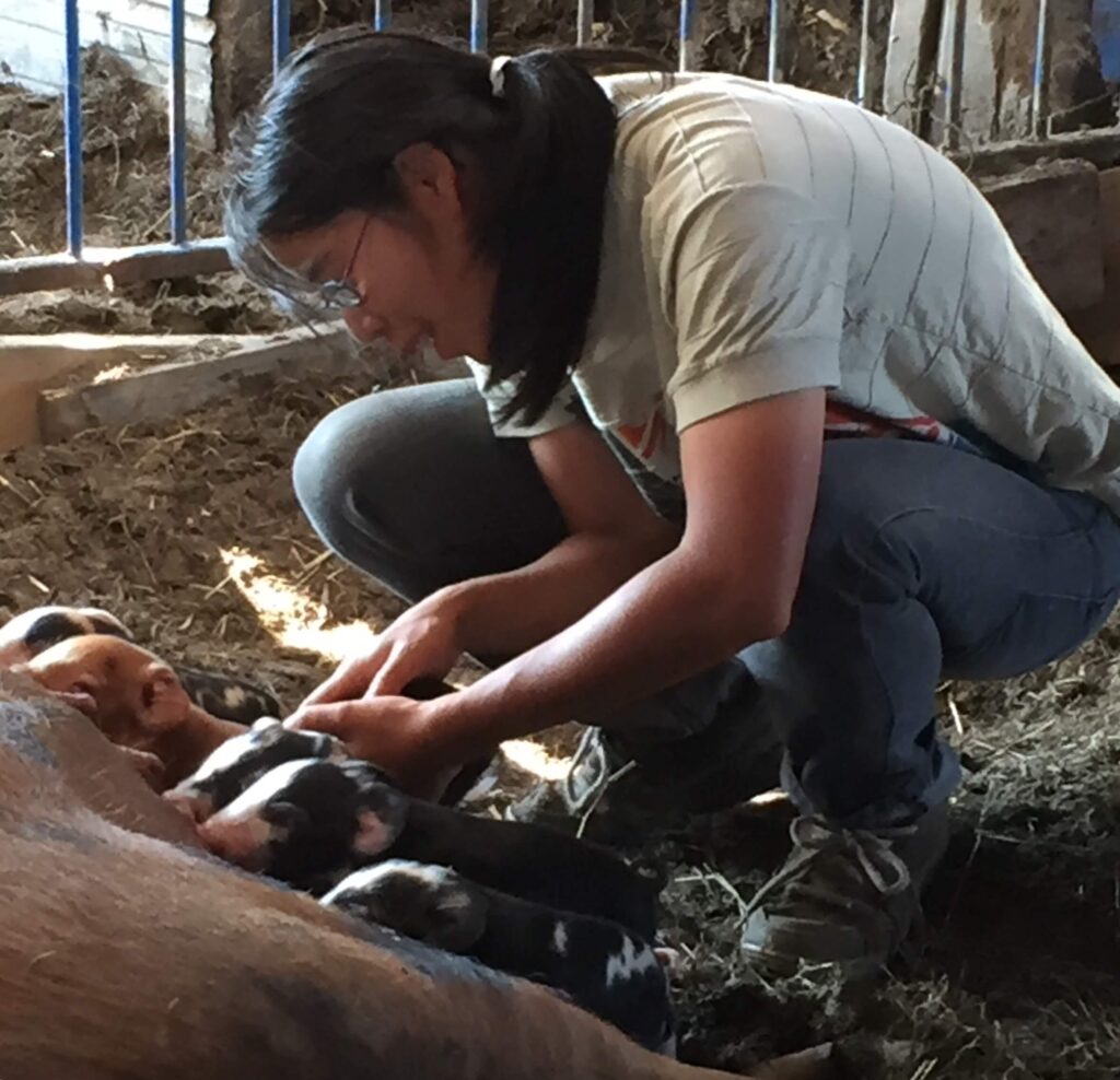 Volunteer and piglets