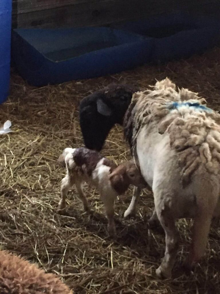Baby lambs and mother