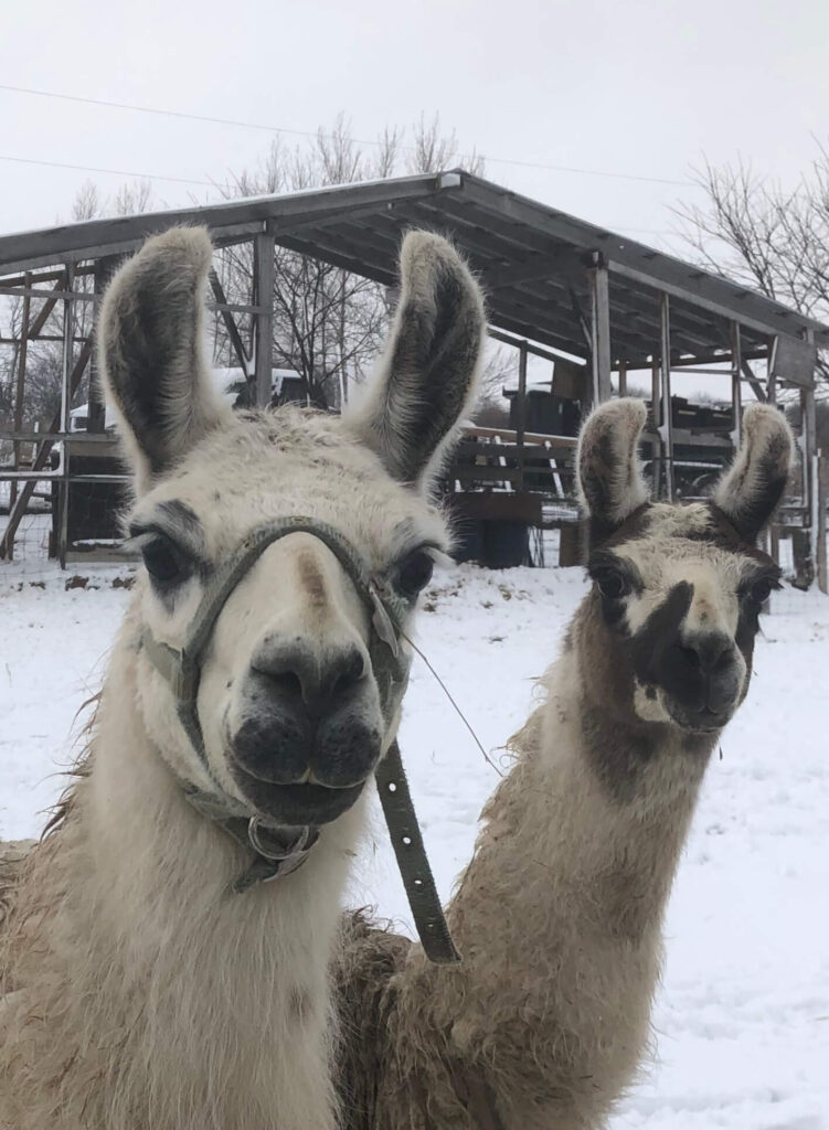 Llamas Lago vista farms