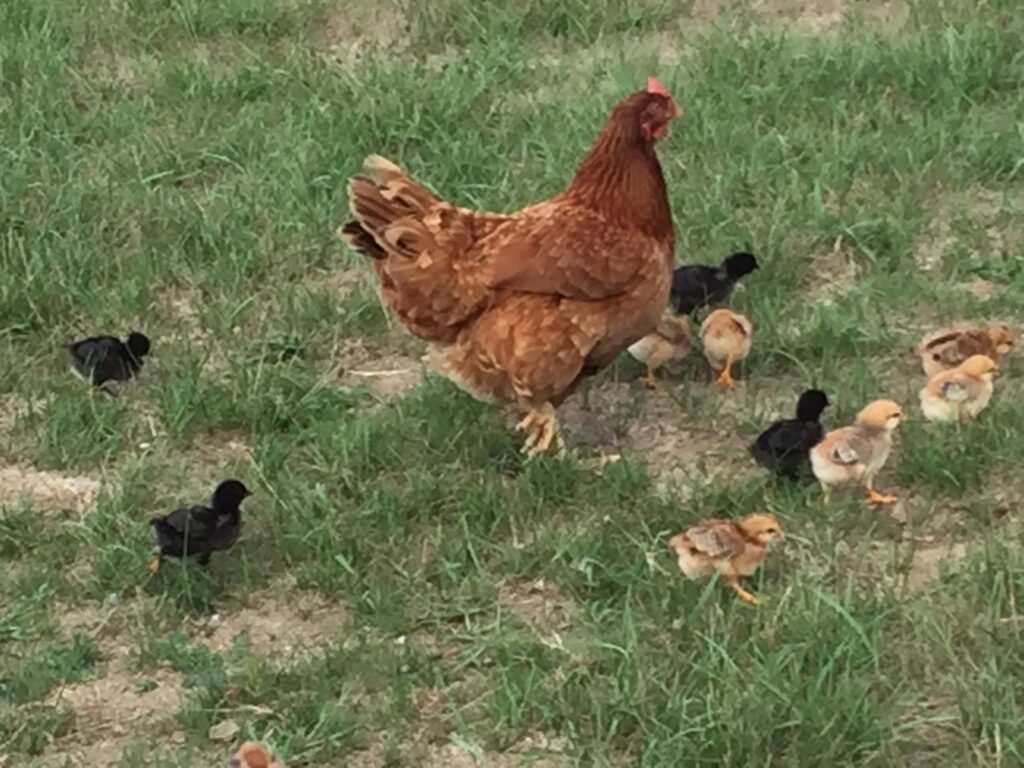 Chicken