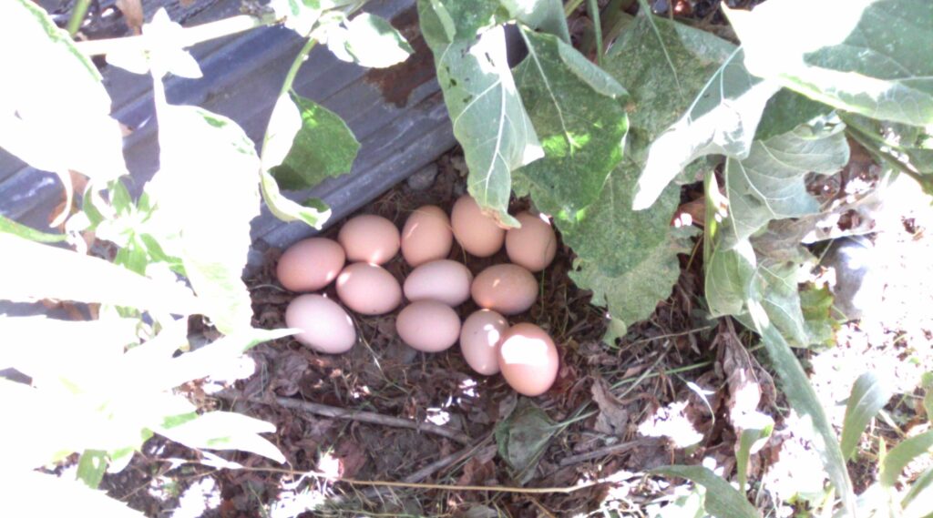 Eggs under leaves