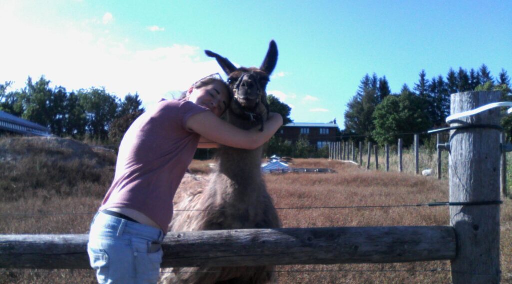 Volunteer and llama