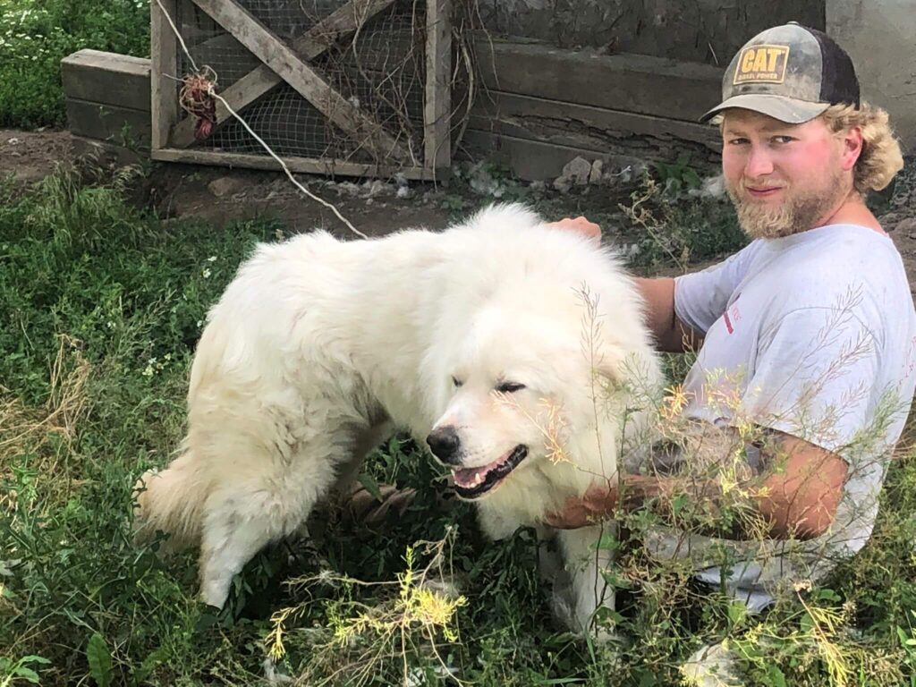 Working dog
